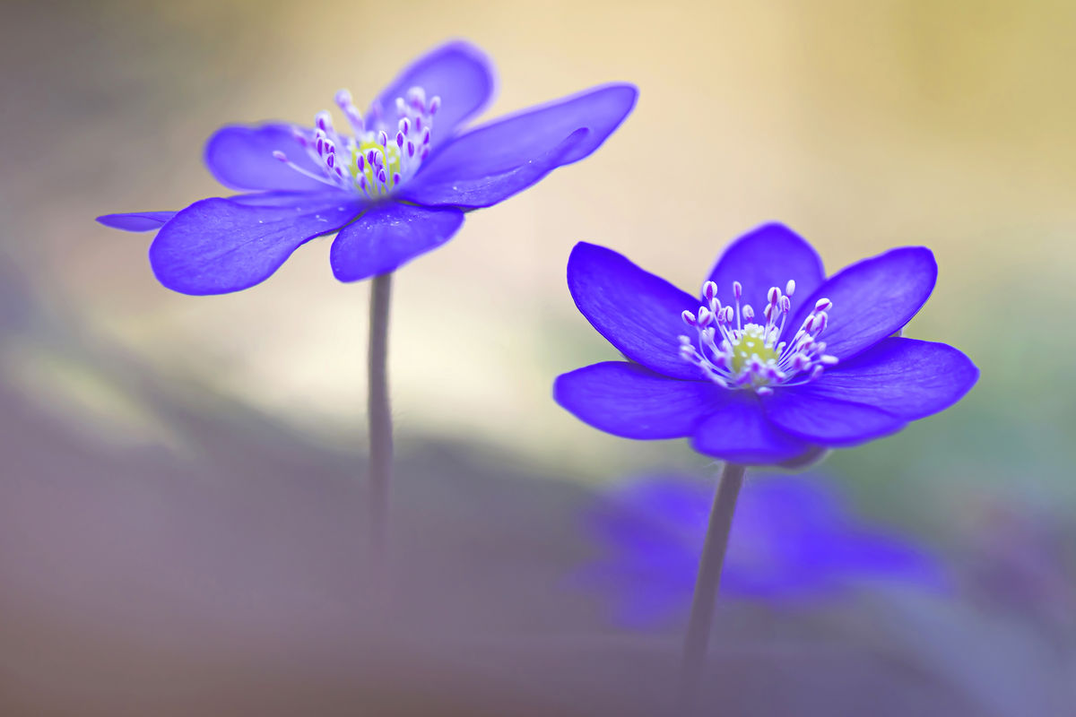 Gaál Zoltán Péter