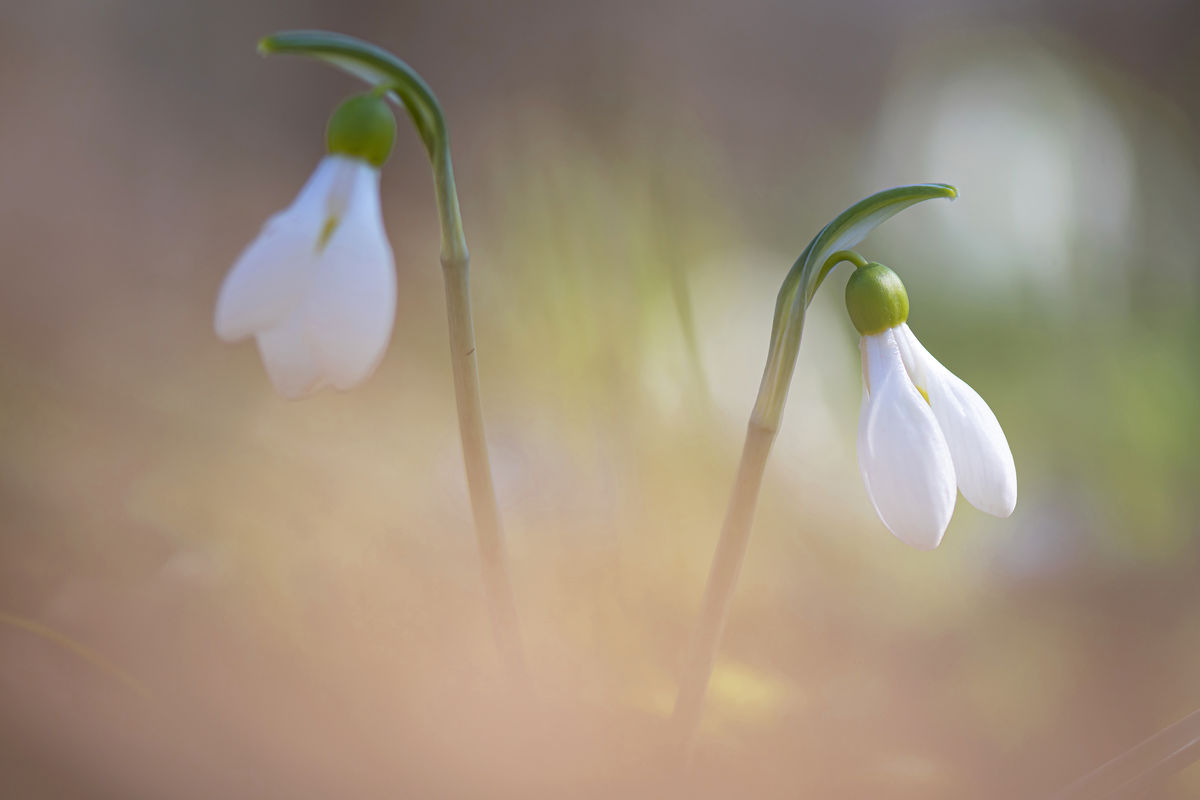 Gaál Zoltán Péter
