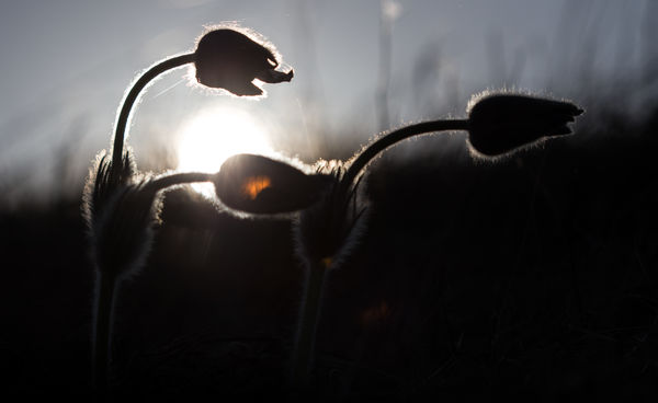 Boszorkánykökörcsin