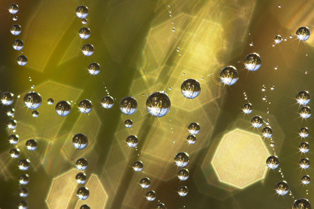 Sándor-Tóth Zsuzsanna