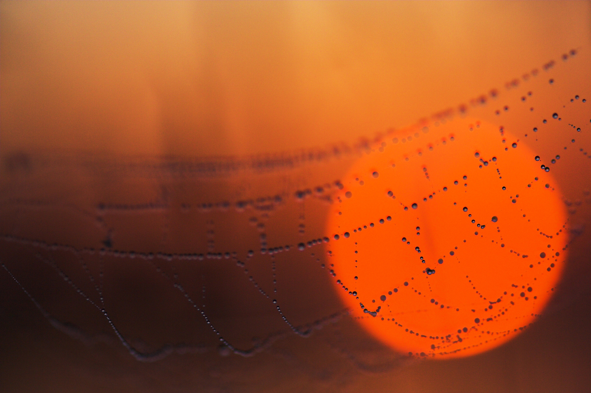 Sándor-Tóth Zsuzsanna