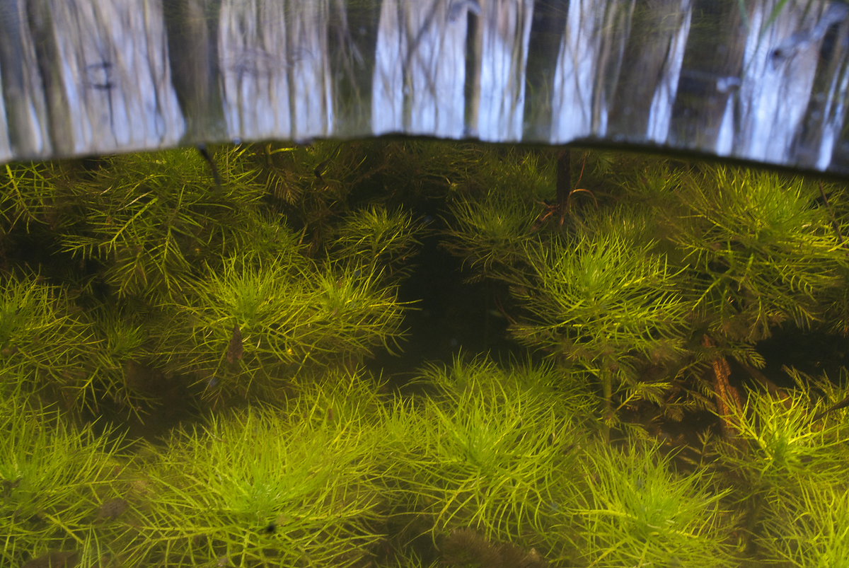 Násfayné Kőházi Mária