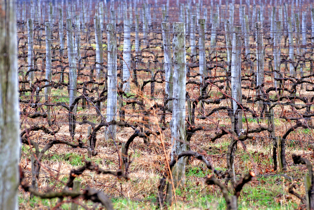 Gaál Zoltán Péter