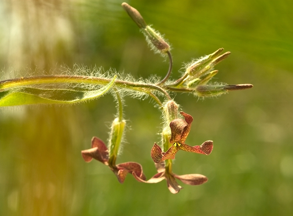 Hesperis tristis L.