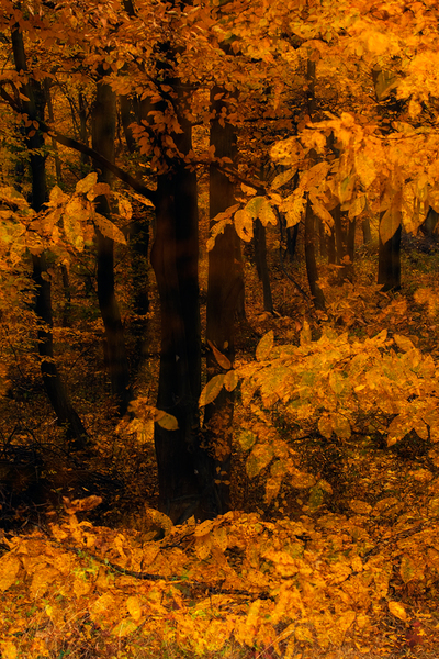 Itt van az ősz, itt van újra