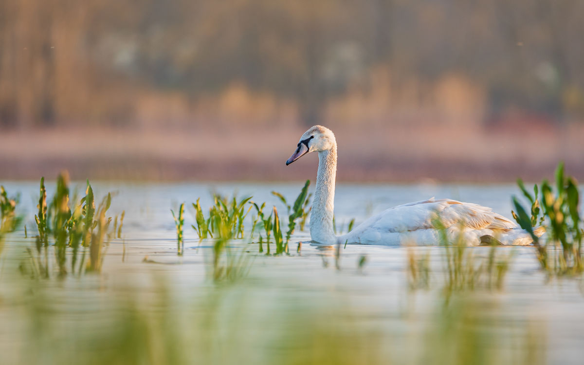 Benke Péter Valentin