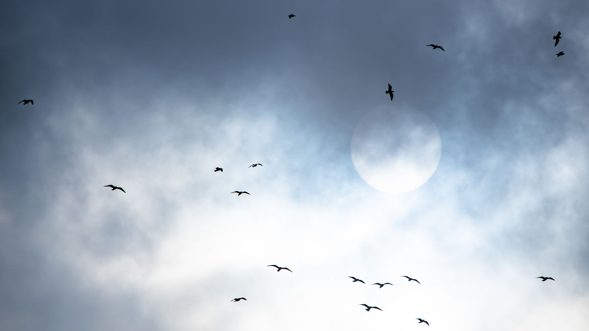 Darányiné Bakos Éva