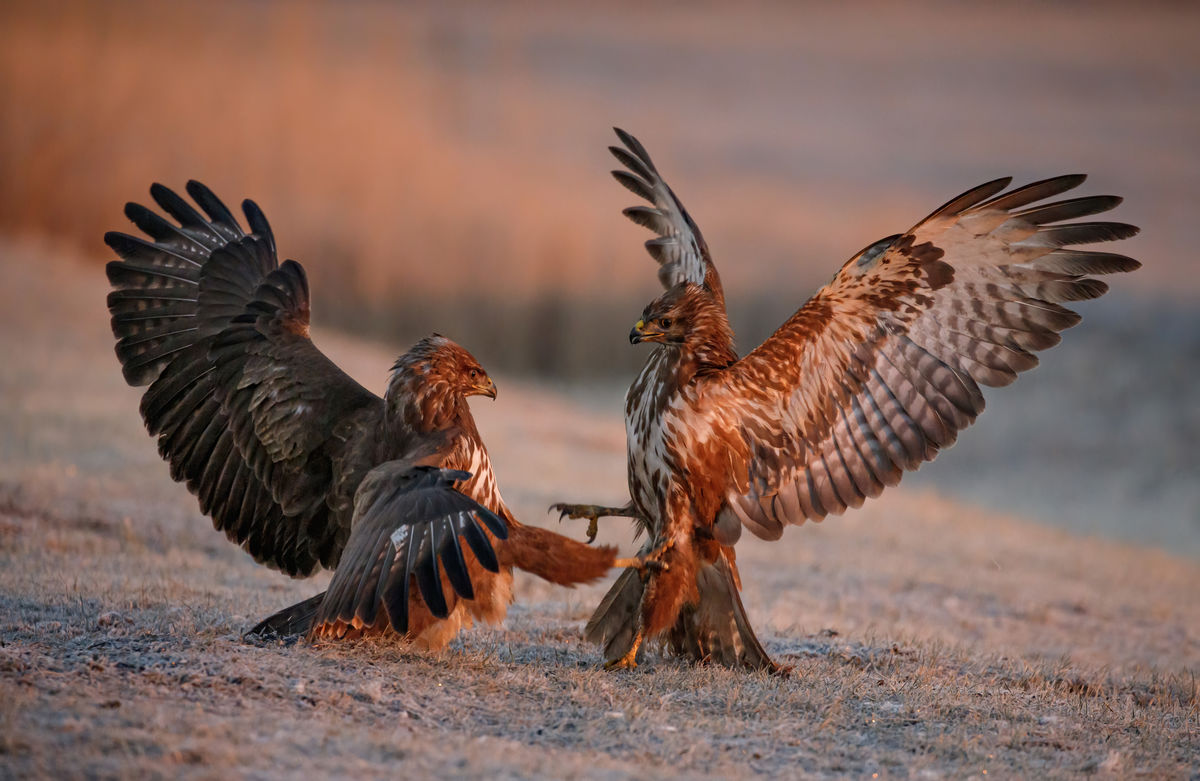 Gyenti-Kálvin Kinga