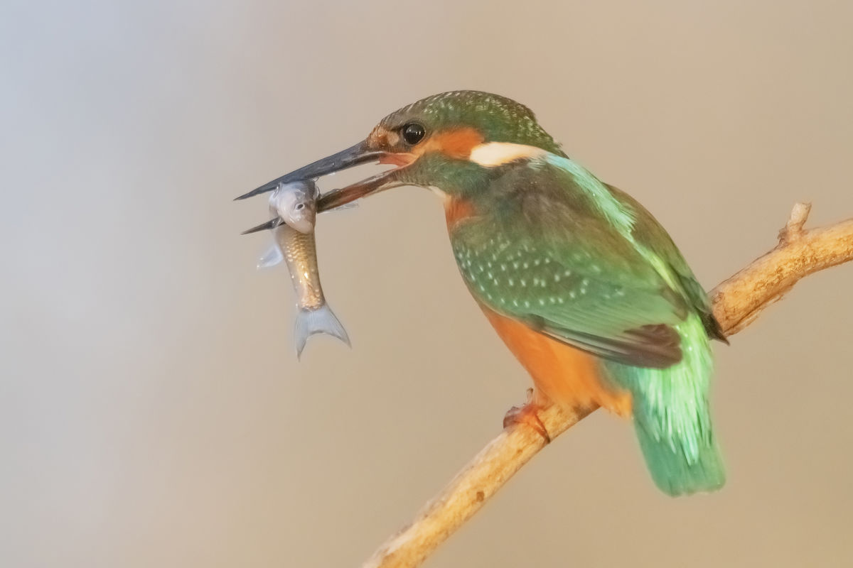 Gaál Zoltán Péter