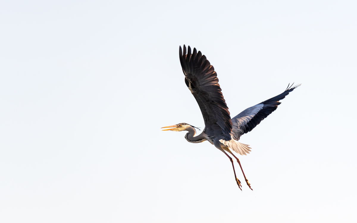 Benke Péter Valentin