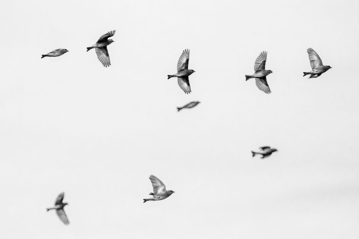 Gémné Kovács Anita