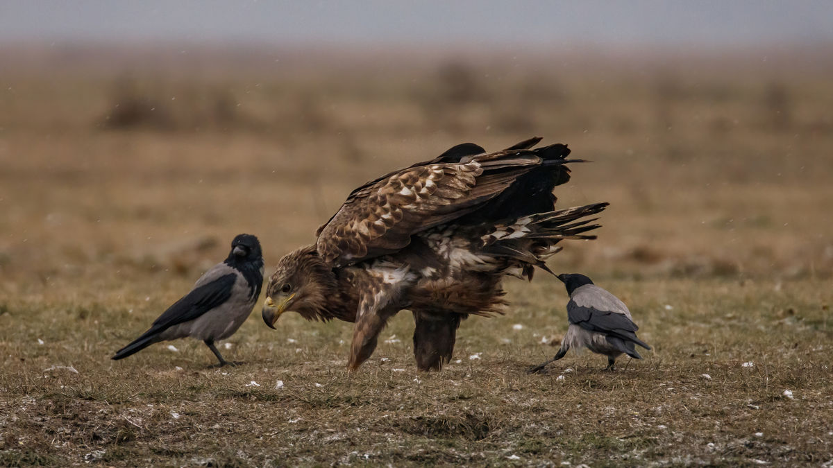 Gyenti-Kálvin Kinga