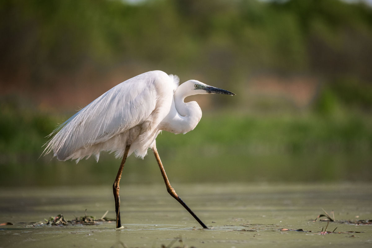 Gémné Kovács Anita