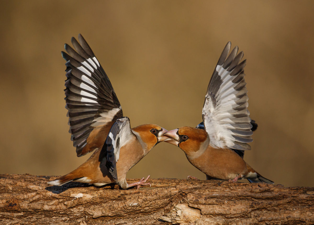 Gyenti-Kálvin Kinga