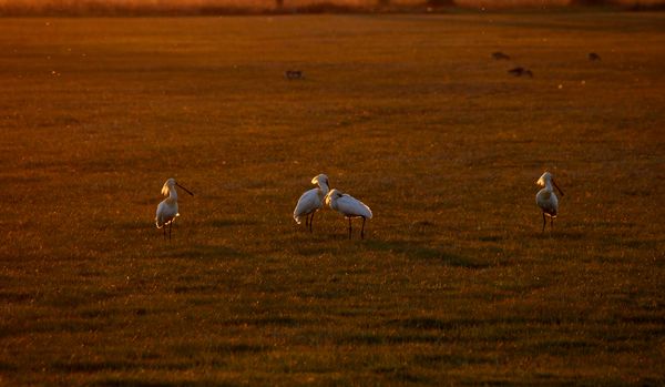 Kanalasgémek a naplementében