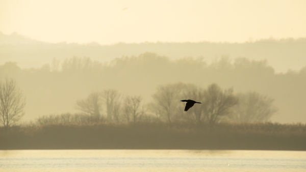 Kis-Balaton kiskárója