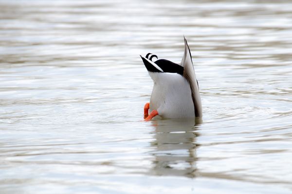 Ha én nem látlak te sem látsz