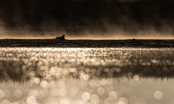 Gulipán arany tojásokon