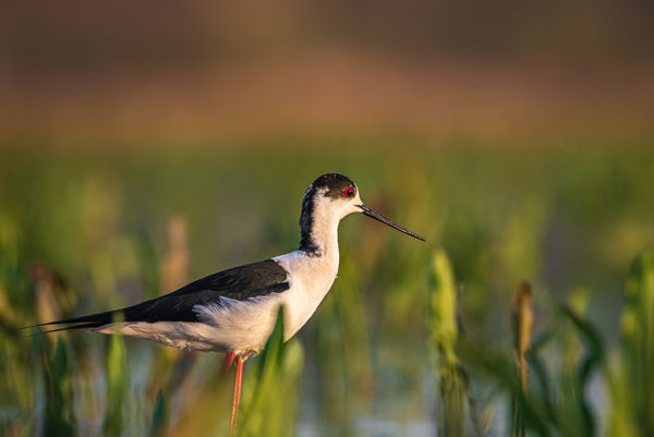 Merengő vörös szemek