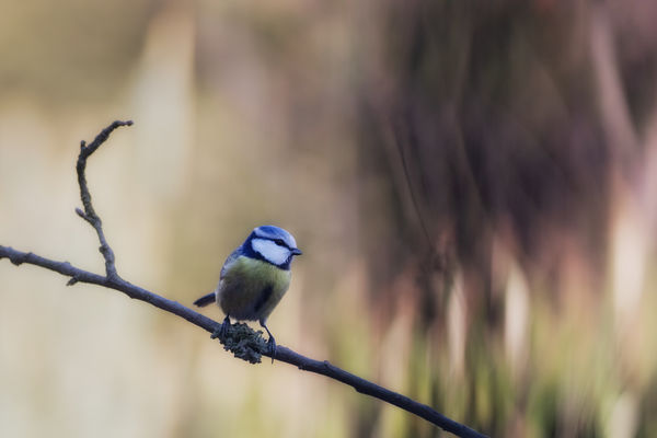 Fényfüggöny előtt