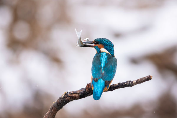 Jégmadár esete ficánkával