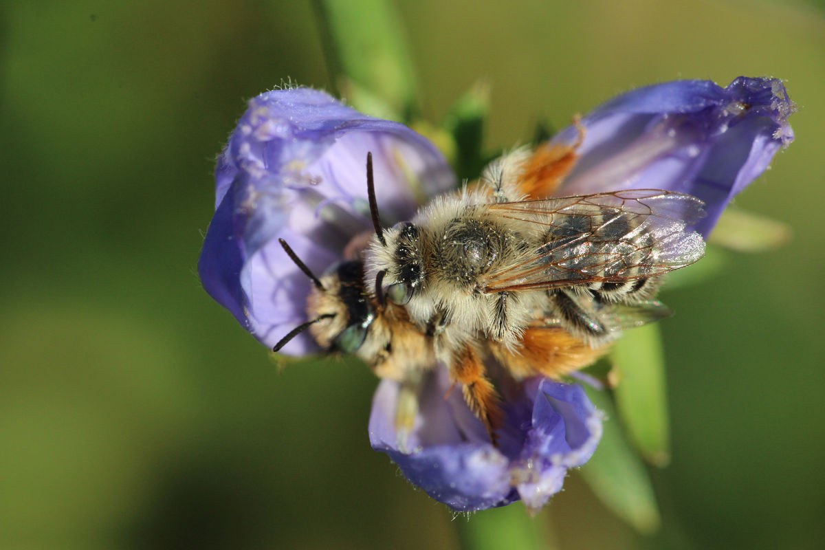 Seres Ádám Zoltán