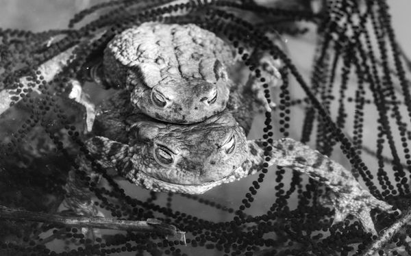 Fekete gyöngyök között