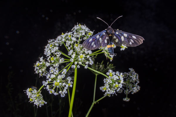 Álcsüngőlepke éjszakája