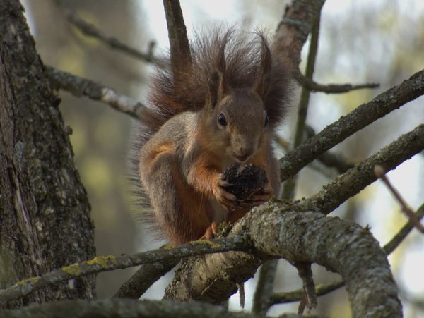 Reggeli az arborétumban 