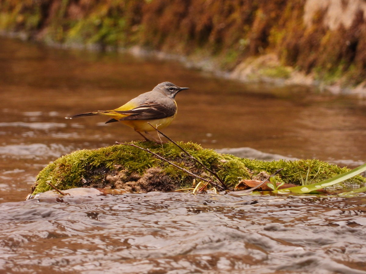 Kónya Máté Bertalan