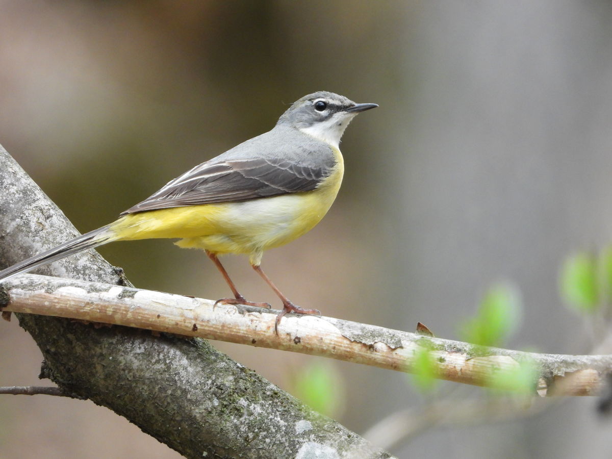 Kónya Máté Bertalan