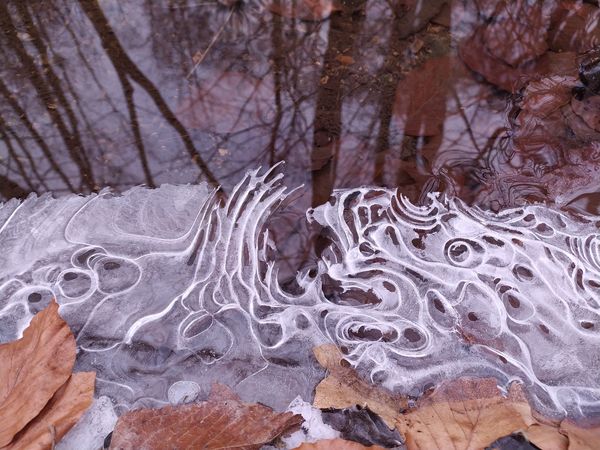 A valón innen, és azon túl. Jégtigris tükörország határán.