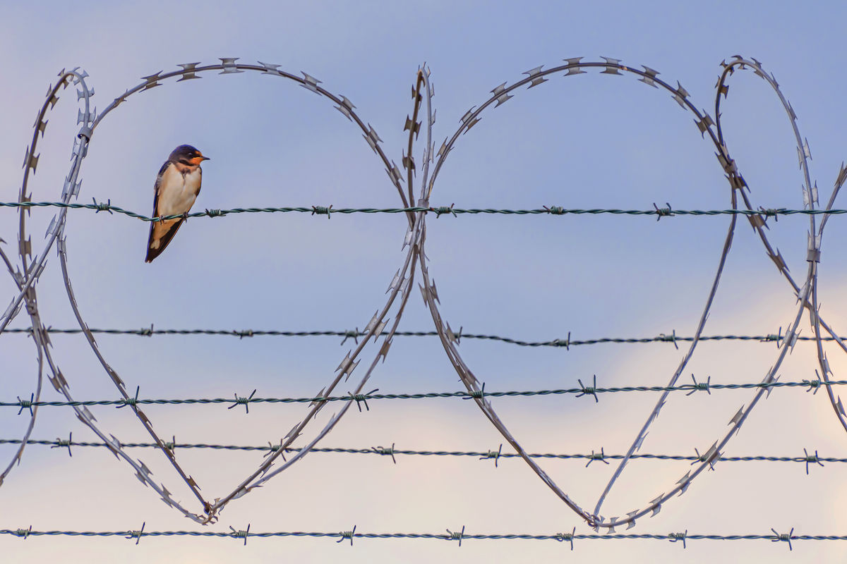 Gaál Zoltán Péter