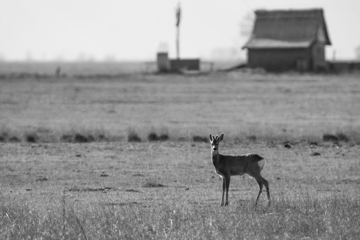 Gémné Kovács Anita