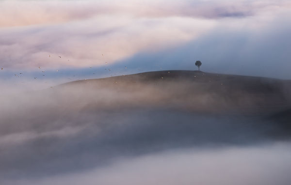 Hajnali ezüstmadarak