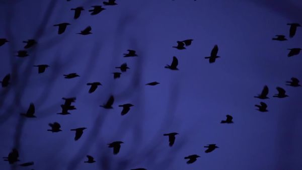 Mielőtt leszáll az éj