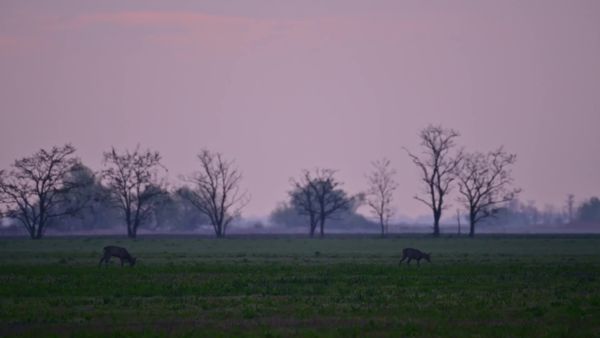 Túzokdürgés Dévaványán