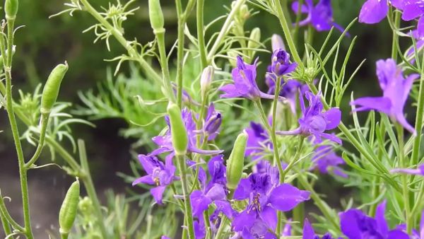 Egy perc az Alföldön