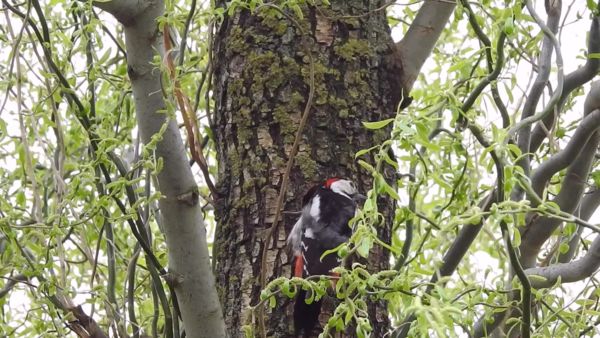 Szorgalmasan esős időben