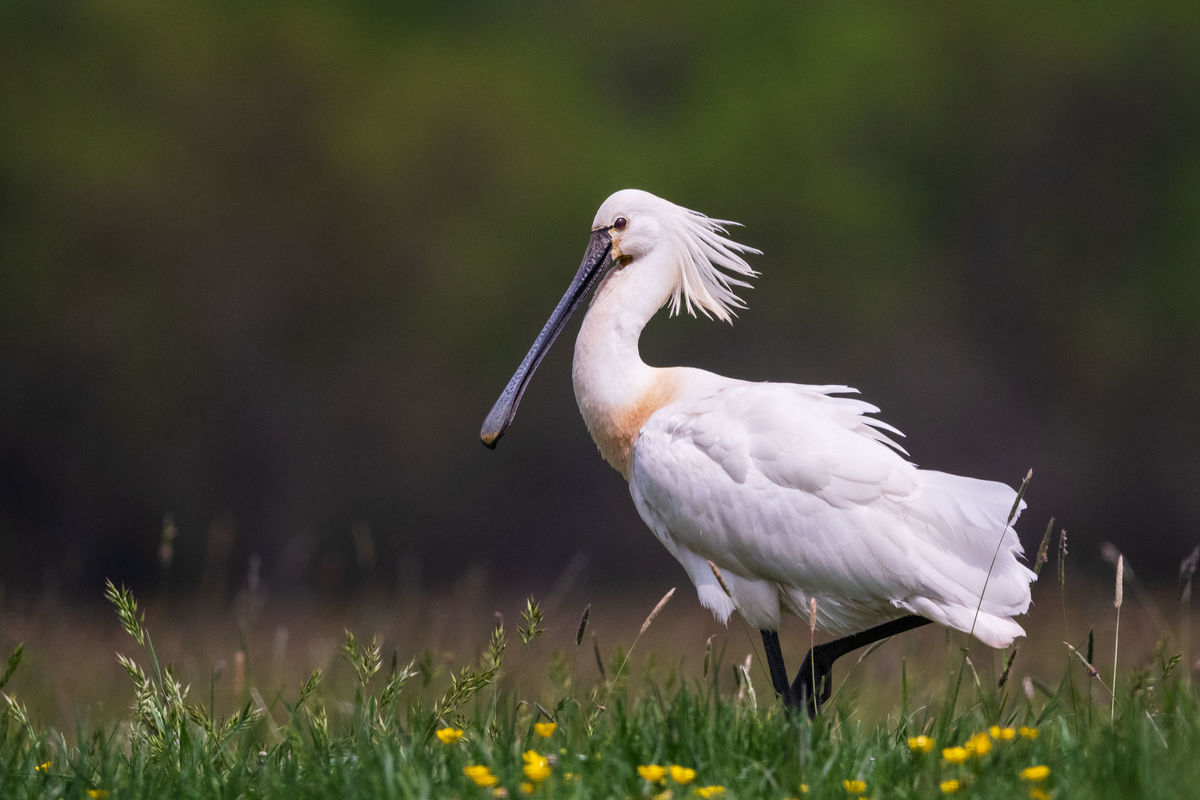 Gémné Kovács Anita