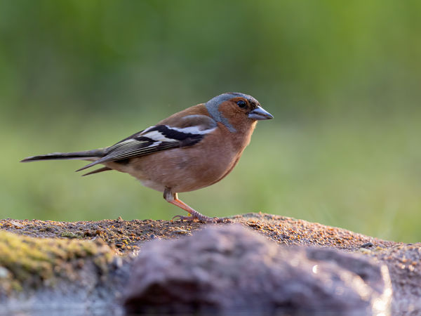 Komplementer színek