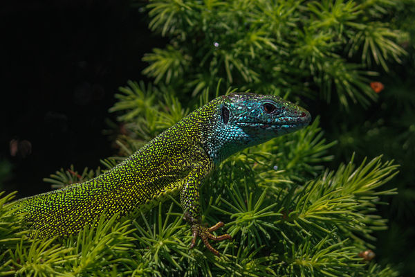 Csata után