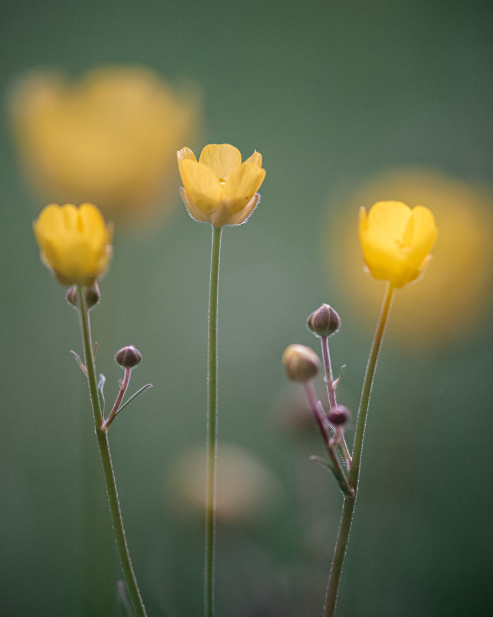 Gémné Kovács Anita