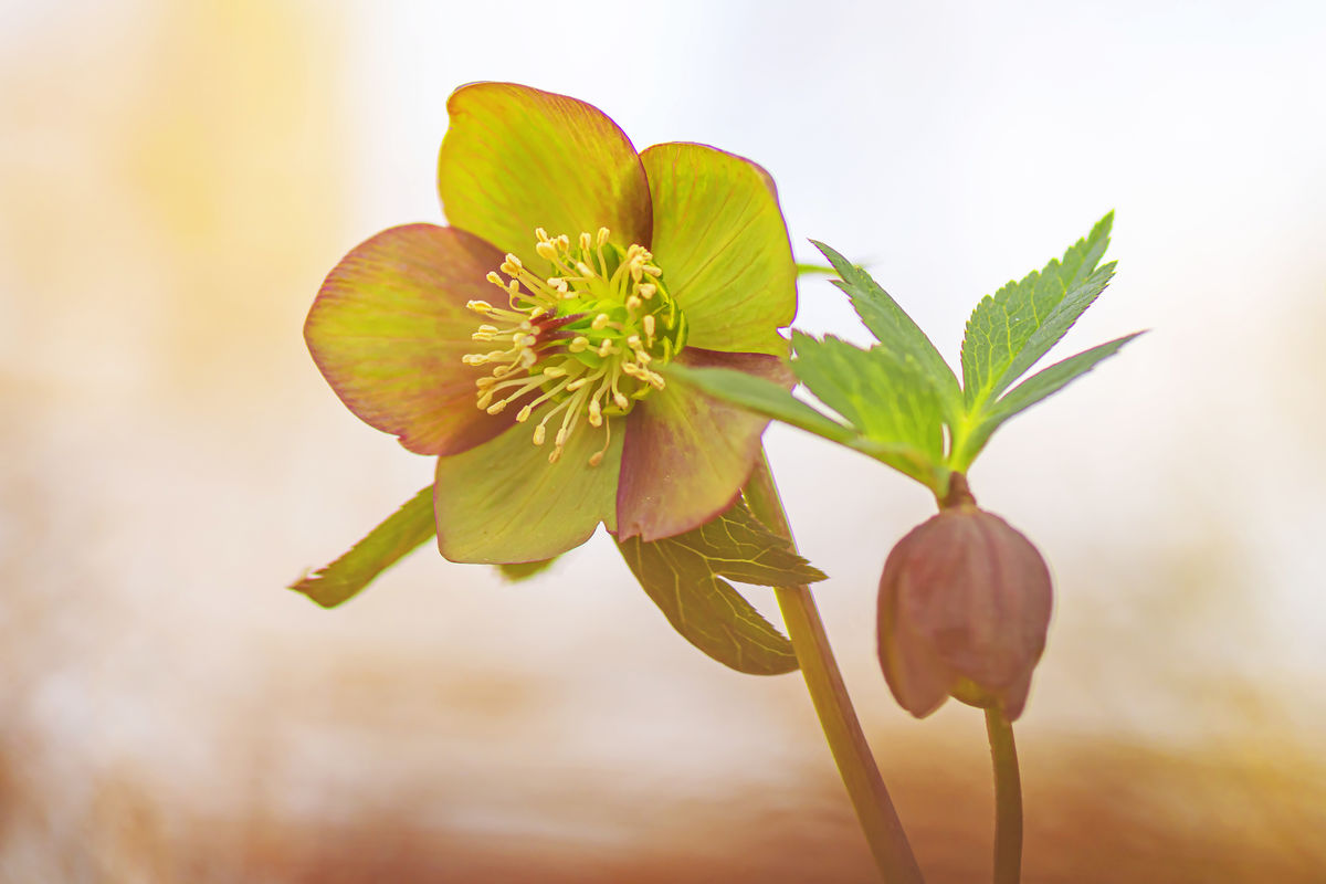 Gaál Zoltán Péter