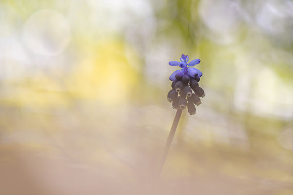 Magányos fürtöske