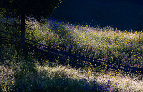 Hajnali virágözön