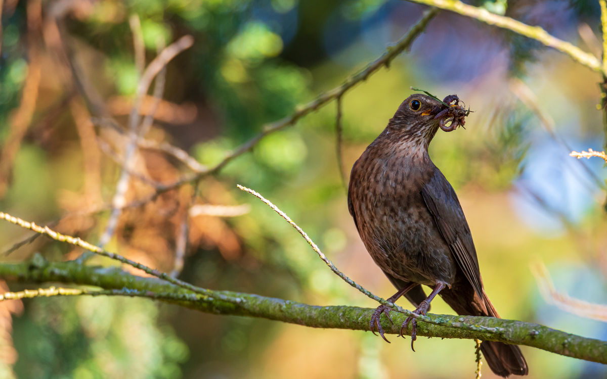 Benke Péter Valentin