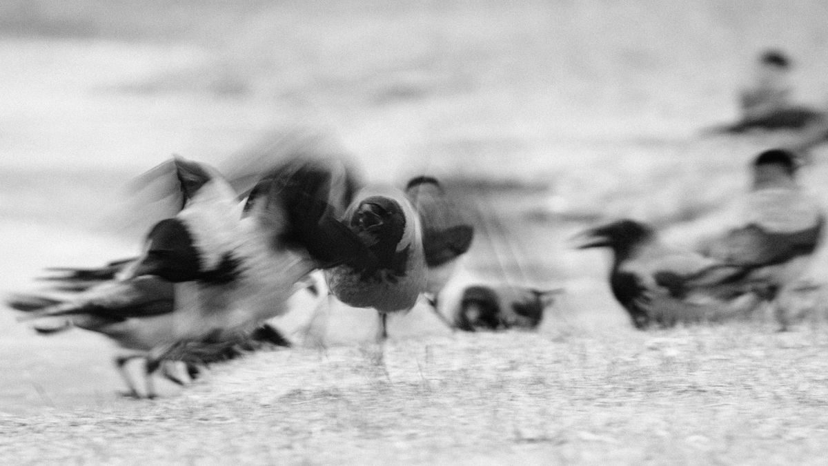 Gémné Kovács Anita