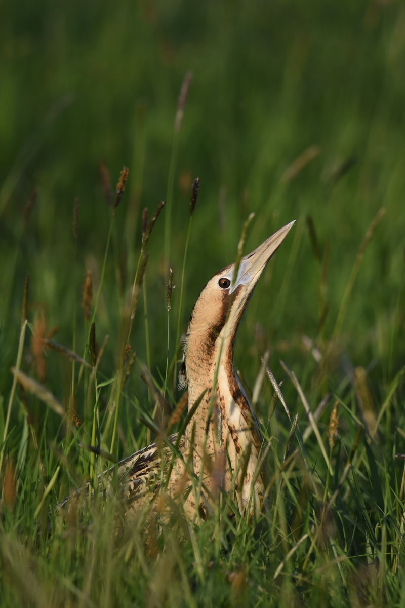 Dr. Rátkainé Kádár Andrea