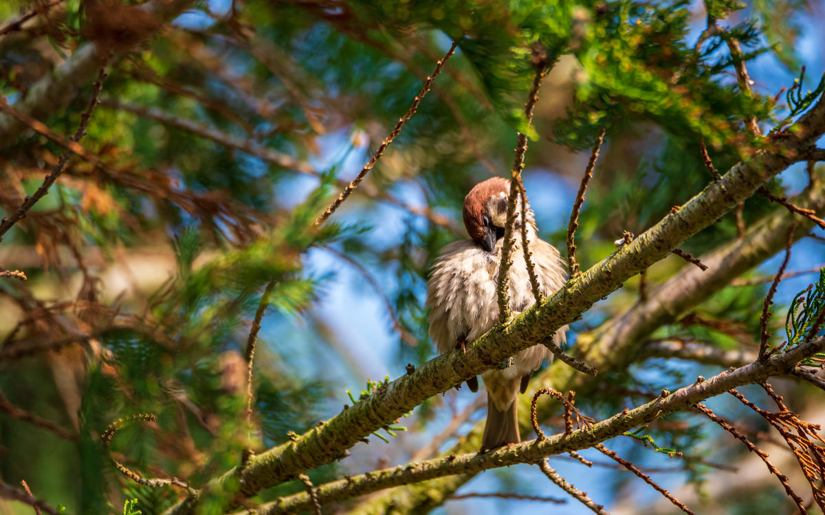 Benke Péter Valentin